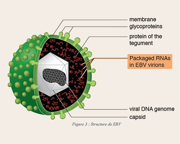 Fusobacterium nucleatum : une bactérie clé de la bouche