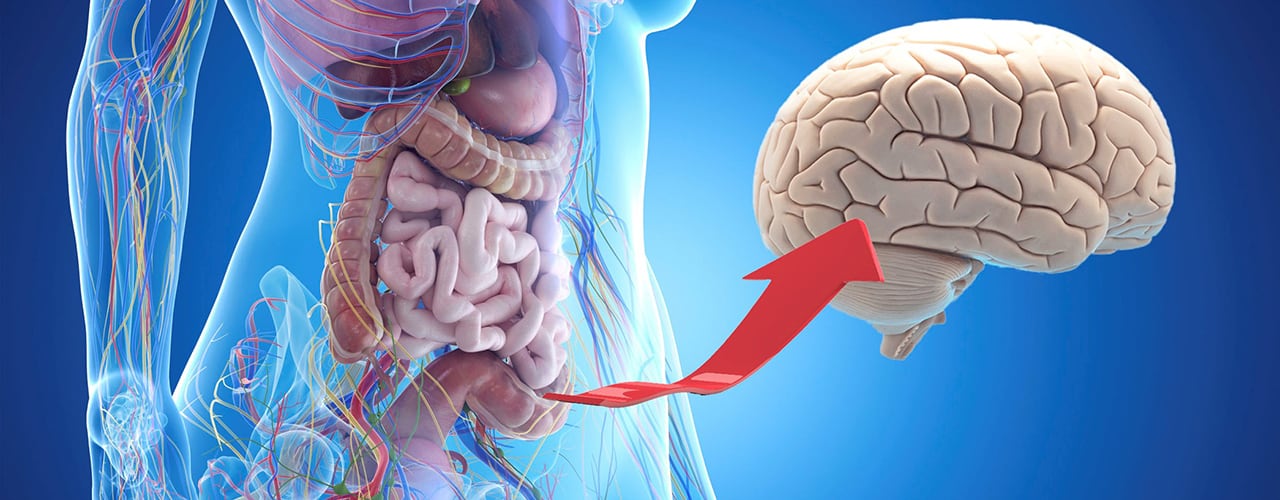L'axe intestin-cerveau
