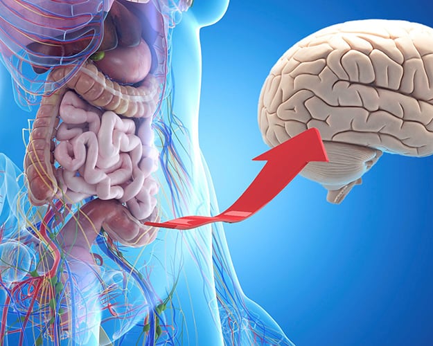 L'axe intestin-cerveau