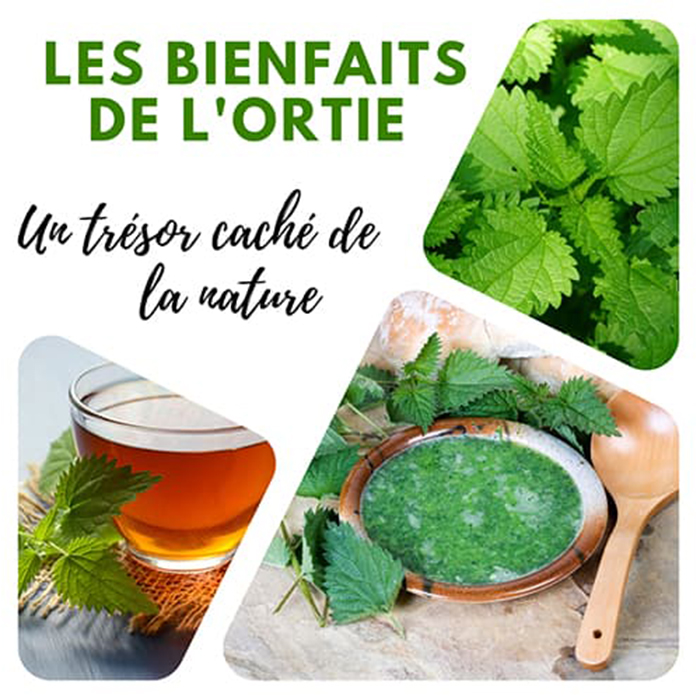 Les bienfaits de l'ortie sur le fonctionnement de l'organisme