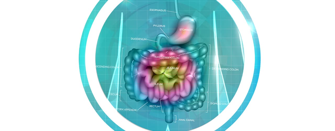 Santé intestinale : Comprendre et améliorer votre bien-être digestif