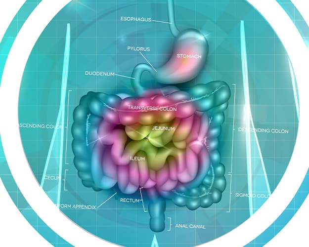 Santé intestinale : Comprendre et améliorer votre bien-être digestif