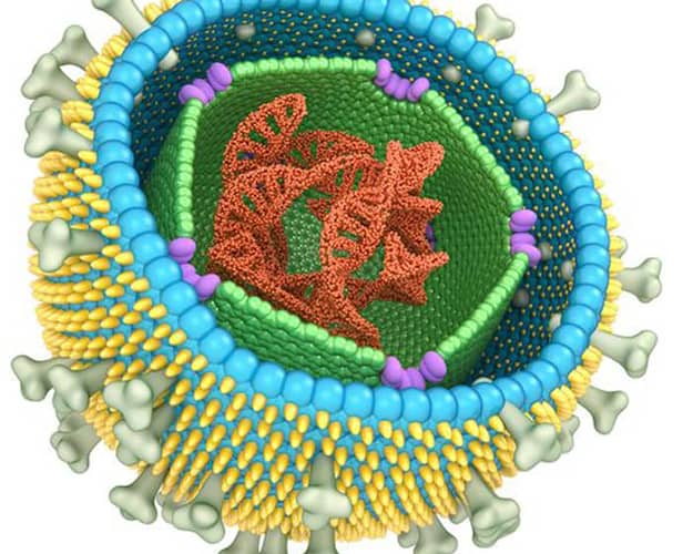 Le virus d’Epstein-Barr : un acteur silencieux et ses solutions naturelles potentielles