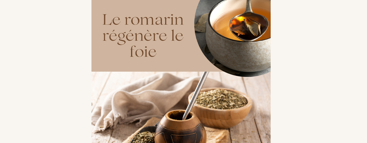 Le romarin régénère le foie