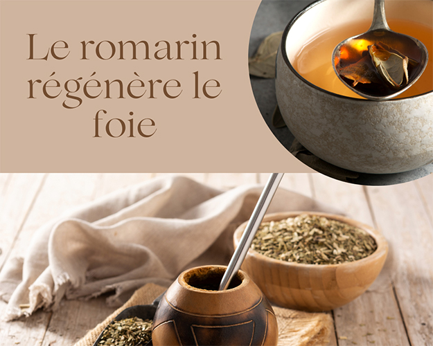 Le romarin régénère le foie