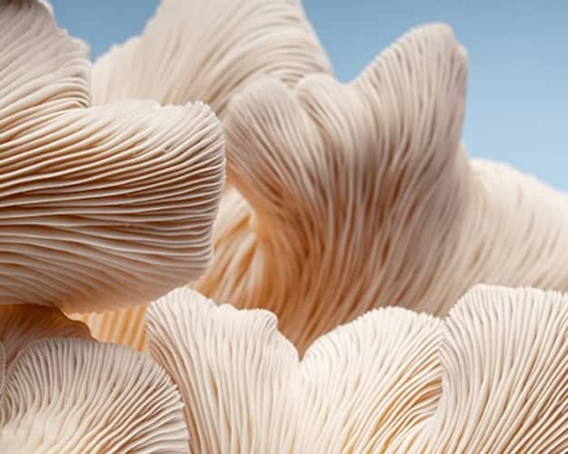 Les mycéliums : une stratégie naturelle prometteuse pour le contrôle de l’EBV