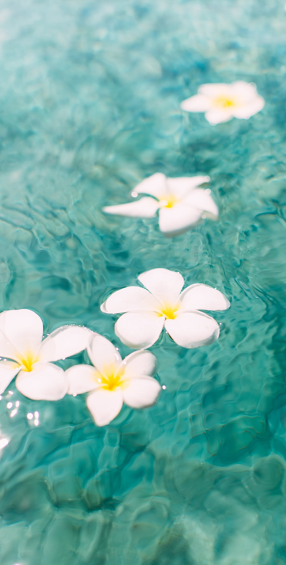 Fleurs sur l'eau, fleurs de Tiaré, ambiance zen