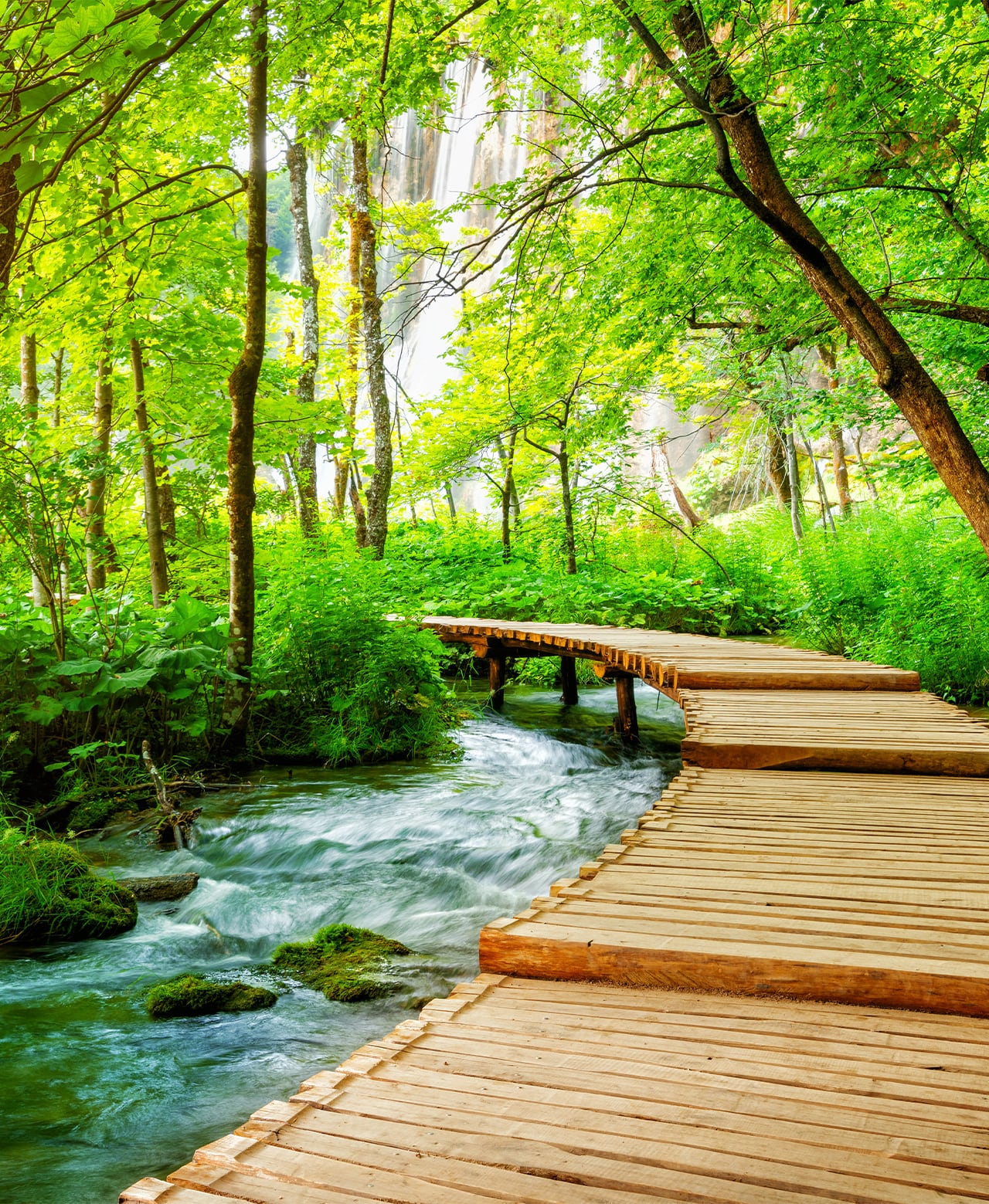 chemin zen sous bois et rivière